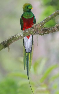 quetzal.jpg